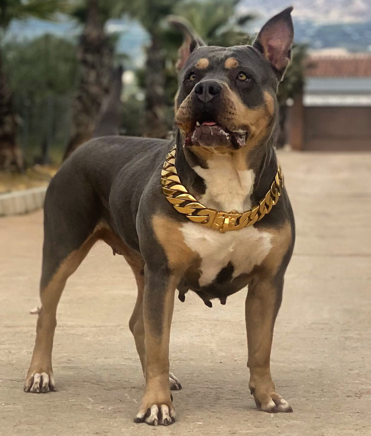 COLLARS
