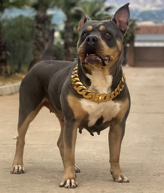 Large Dog Cuban Link Collar | The Heracles XL