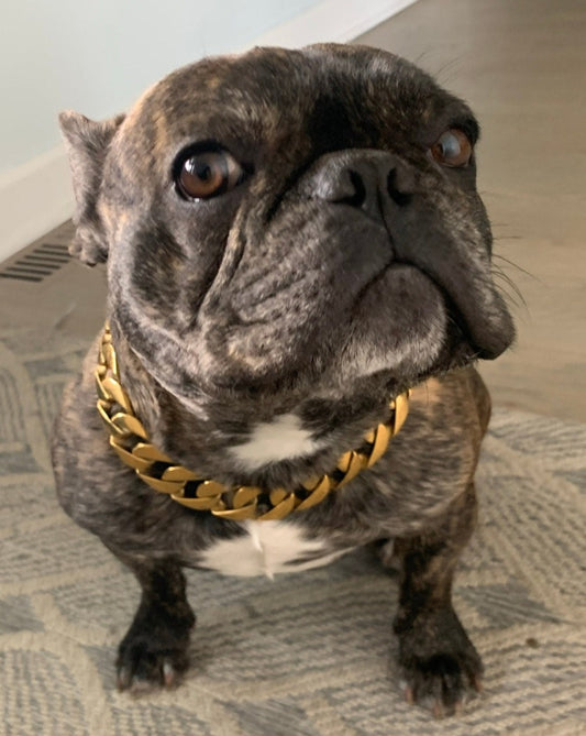 Medium Dog Cuban Link Collar | The Heracles