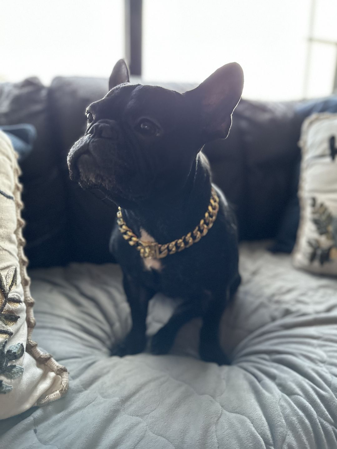 The Ares XS | Small Dog Curb Link Collar