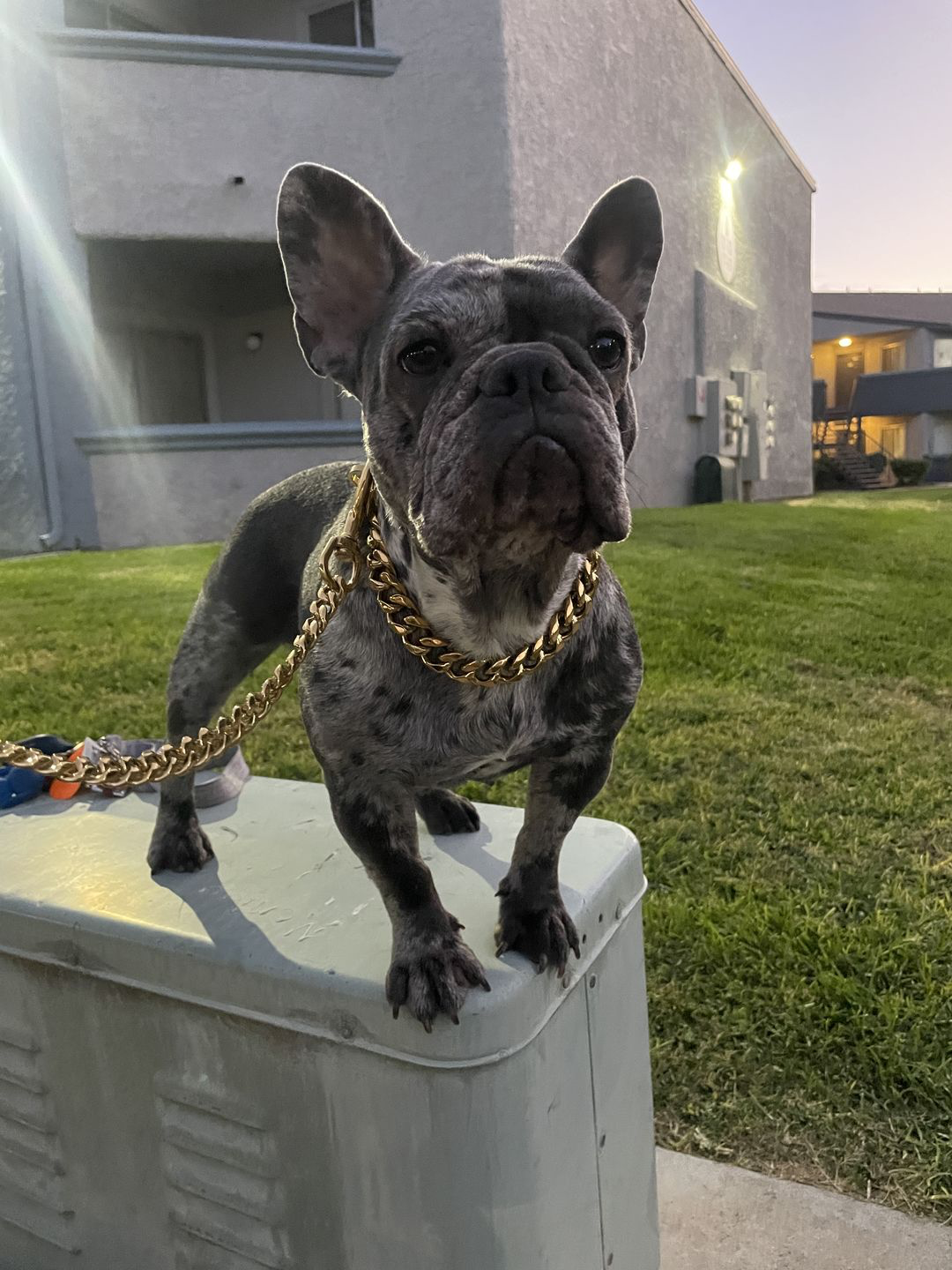 The Ares Leash | Curb Link Leash