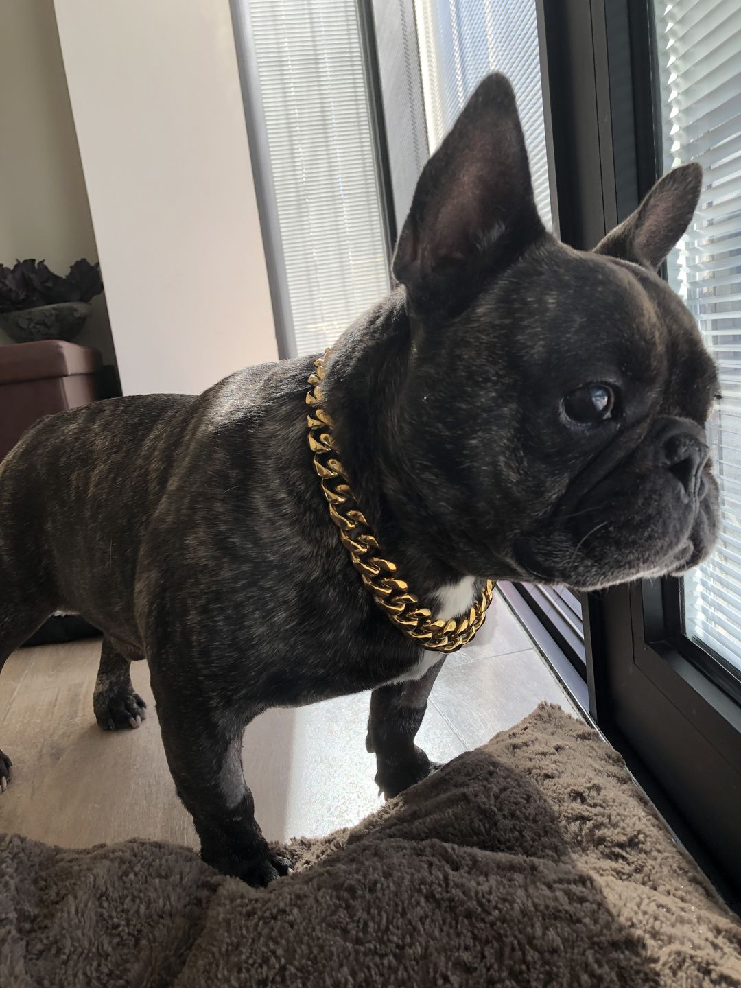 The Ares XS | Small Dog Curb Link Collar
