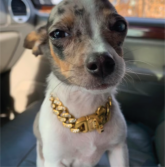 The Ares XS | Small Dog Diamond Curb Link Collar