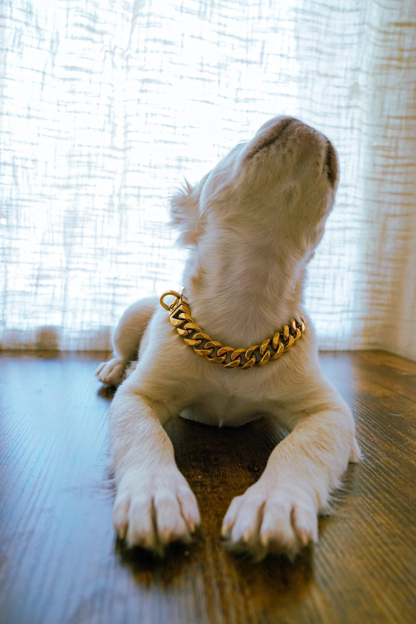 The Ares XS | Small Dog Curb Link Collar