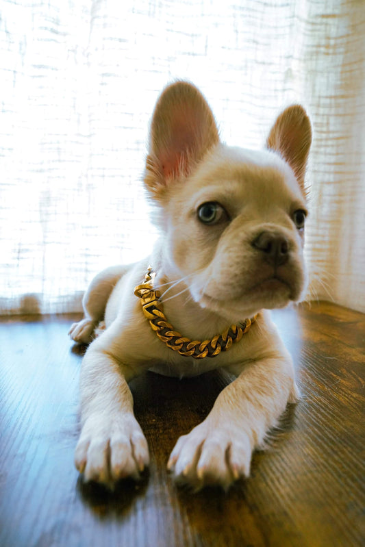 Small Dog Cuban Curb Link Collar | The Ares XS