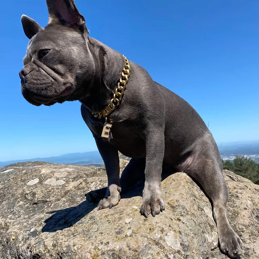 Cuban Curb Link Dog Collar |The Ares