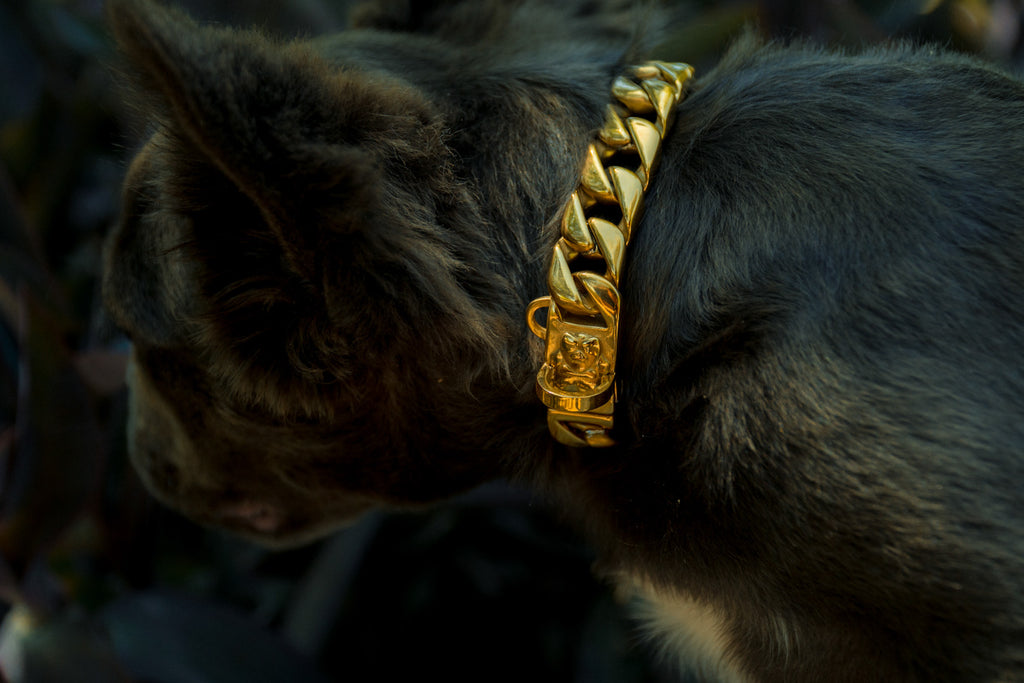 The Hermes | Gold Cuban Link Dog Chain | Small Dog Cuban Link Collar Online | Bully Chainz 14 / Cuban / Gold