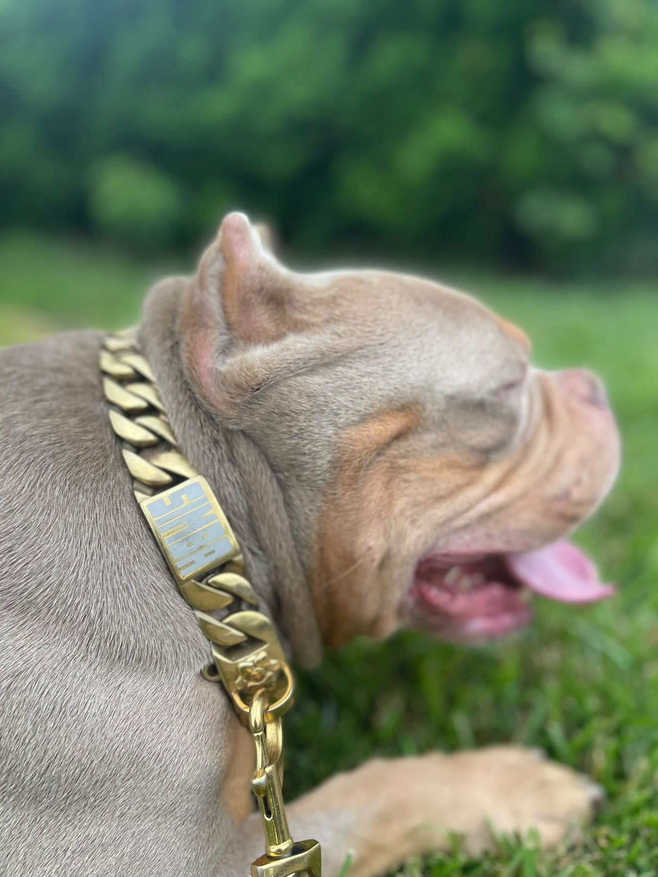 Medium Dog Cuban Link Collar | The Heracles