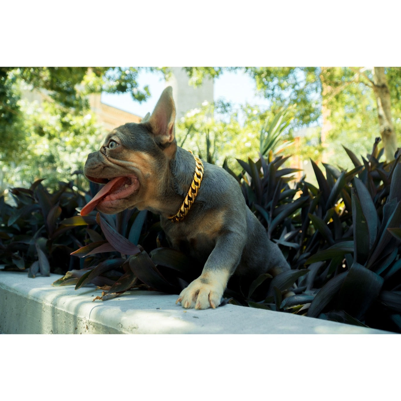 The Hermes | Small Gold Cuban Link Collar
