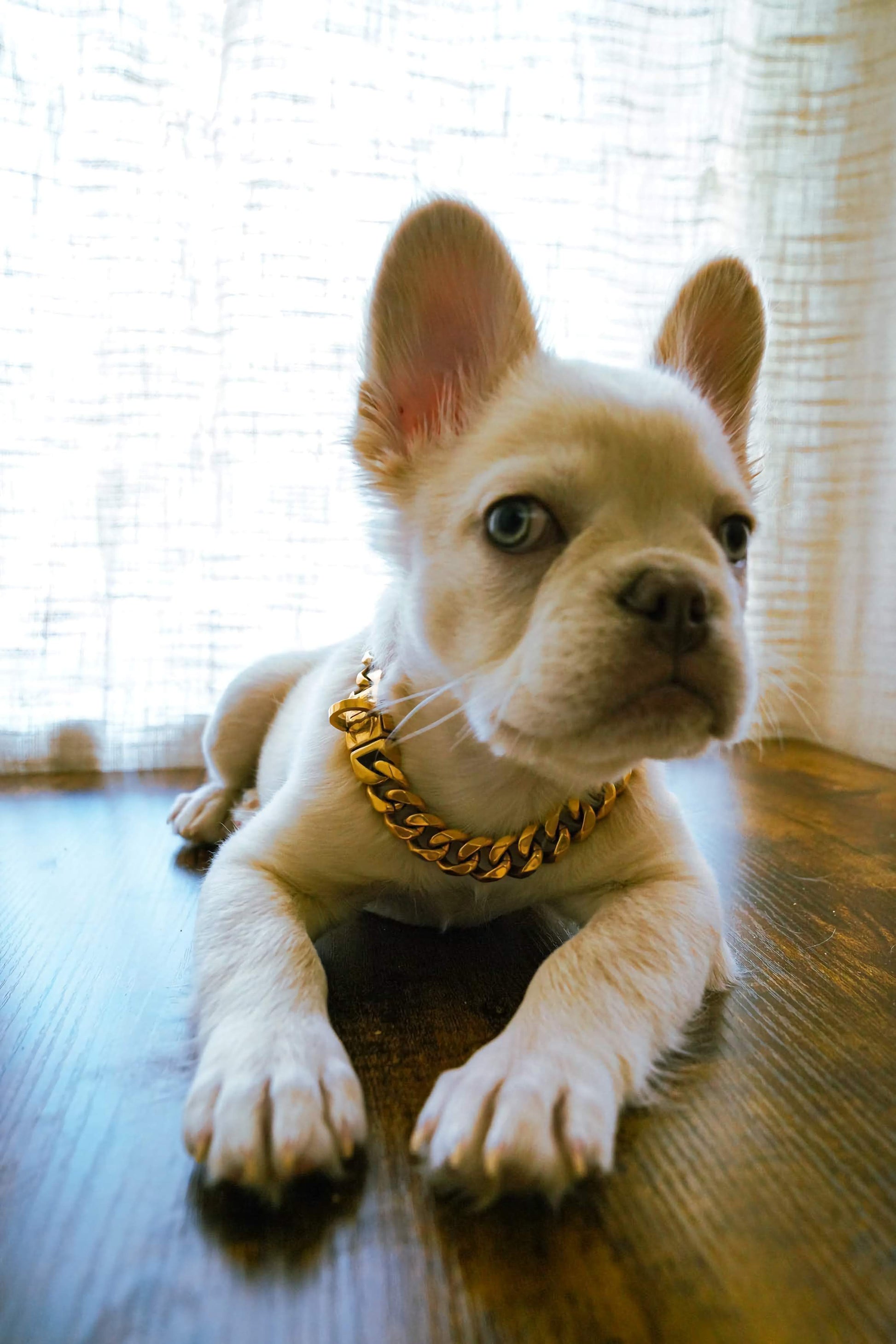 French bulldog cuban link collar clearance